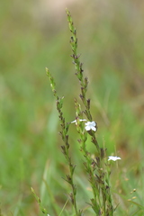 Striga densiflora