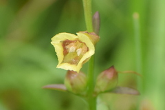 Centranthera tranquebarica