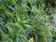 Muhlenbergia frondosa