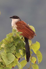 Centropus cupreicaudus