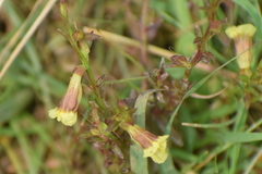 Centranthera tranquebarica