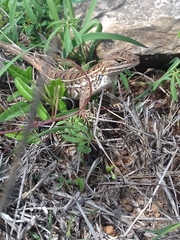 Sceloporus scalaris