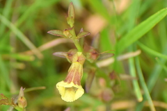 Centranthera tranquebarica