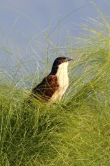 Centropus cupreicaudus