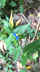 Commelina communis