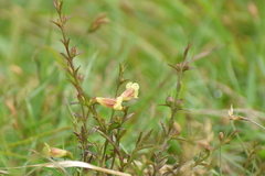 Centranthera tranquebarica