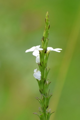 Striga densiflora