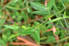 Zornia diphylla