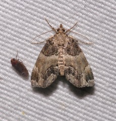 Cutina distincta