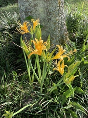 Lycoris aurea