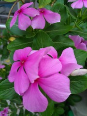 Catharanthus roseus