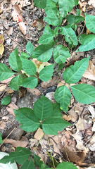 Toxicodendron radicans