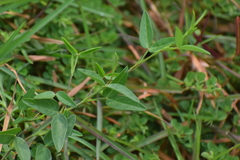 Zornia diphylla