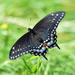 Mariposa Cometa Negra - Photo (c) pfaucher, algunos derechos reservados (CC BY-NC), uploaded by pfaucher