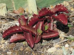 Kalanchoe sexangularis