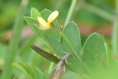 Crotalaria evolvuloides