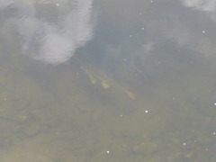 Moxostoma valenciennesi