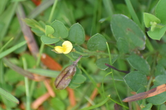 Crotalaria evolvuloides