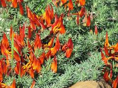 Lotus berthelotii