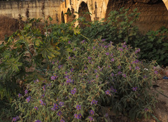 Solanum elaeagnifolium