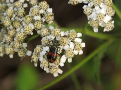 Trichodes ircutensis