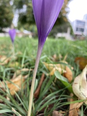 Crocus