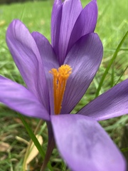 Crocus