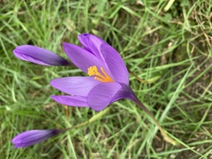 Crocus
