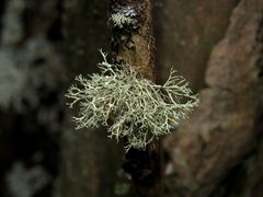 Ramalina vogulica