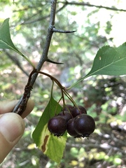 Crataegus rivularis