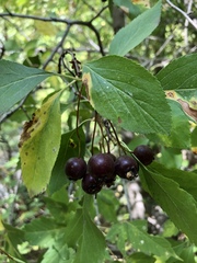 Crataegus rivularis