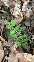 Woodsia obtusa