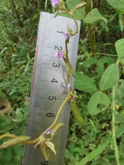 Glycine max soja