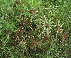 Cyperus alterniflorus