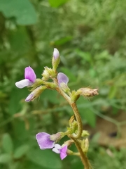 Glycine max soja