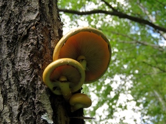 Pholiota cerifera