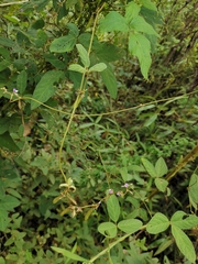 Glycine max soja