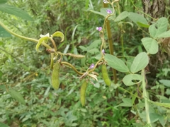 Glycine max soja