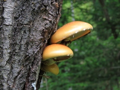 Pholiota cerifera