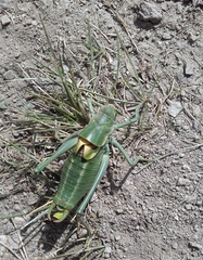 Polysarcus denticauda