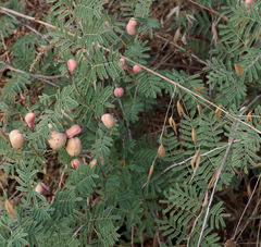 Prosopis farcta