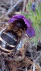 Amegilla quadrifasciata maderae
