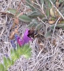 Amegilla quadrifasciata maderae
