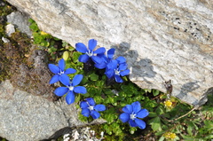 Gentiana bavarica subacaulis
