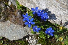 Gentiana bavarica subacaulis