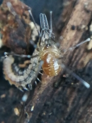 Mitostoma chrysomelas