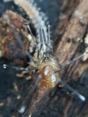 Mitostoma chrysomelas