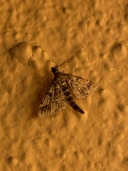 Steniini