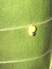 Caryomyia recurvata