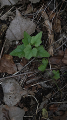 Cocculus carolinus